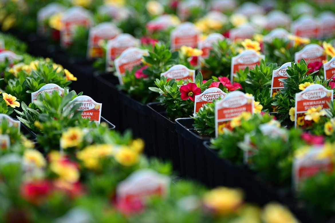 Business is blooming at local garden centers Daily Inter Lake